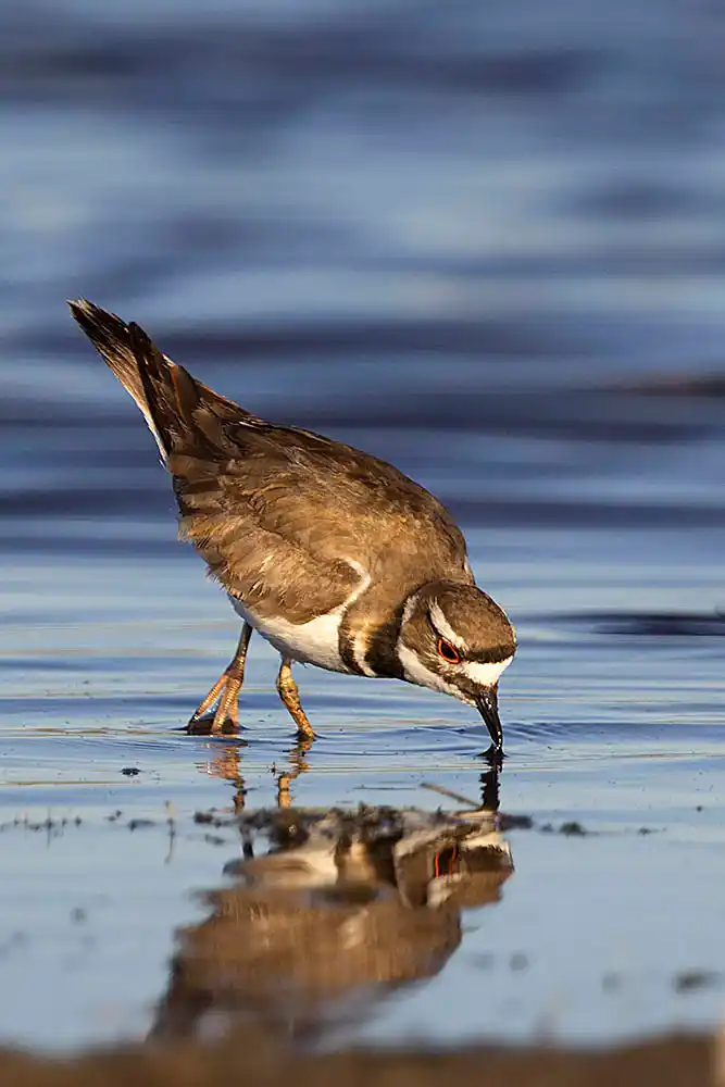 Killdeer (Charadrius vociferus) feeding on lake edge at sunset.