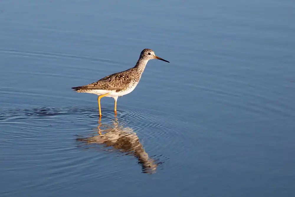 Lesser Yellowlegs (Tringa flavipes)