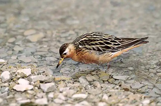 Red Phalarope (Phalaropus fulicarius)