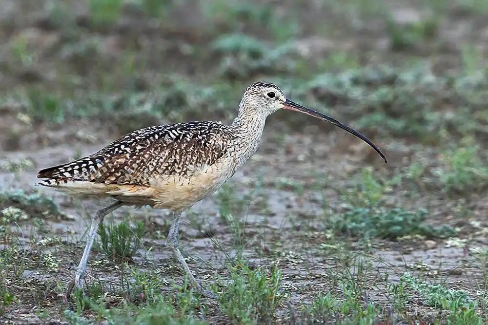 Long-billed Curlew (Numenius americanus)