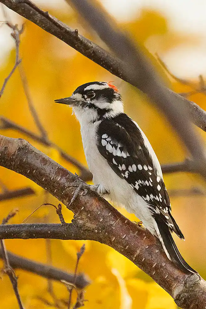 Downy Woodpecker (Dryobates pubescens) showing light spots on white tail feathers.
