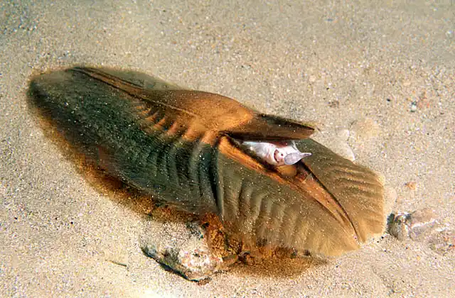 Elephant Fish Chimaera (Callorhinchus milii) hatching from egg case.