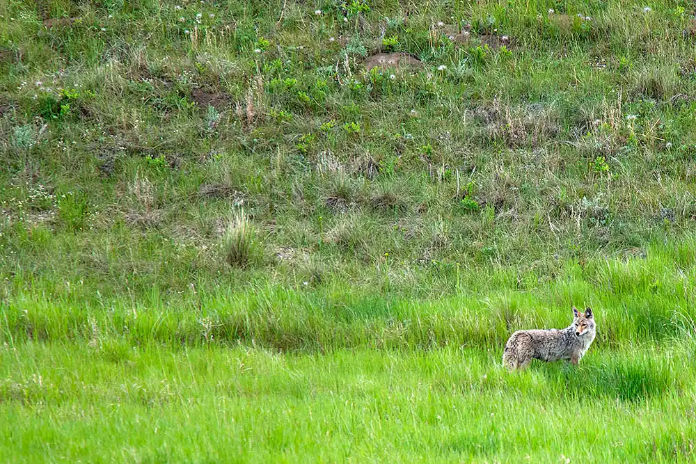 Coyote (Canis latrans)