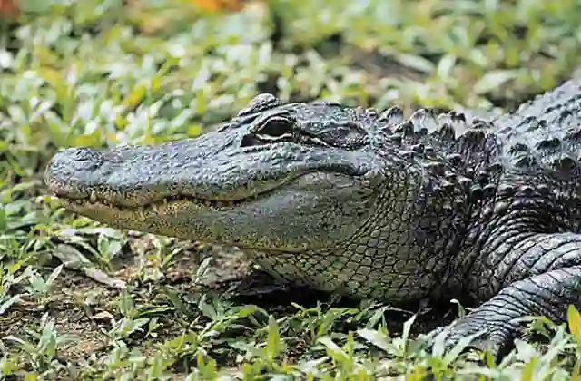 American Alligator (Alligator mississippiensis) Portrait of adult.