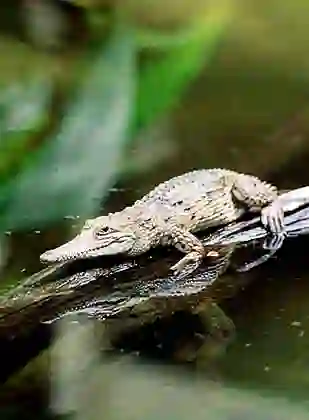 Freshwater or Johnston's Crocodile (Crocodylus johnstoni) 12 to 18 month old juvenile basking on log.