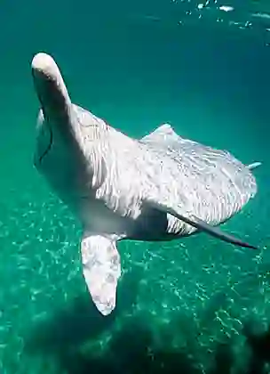 Indo-pacific Humpback Dolphin (Sousa chinensis)