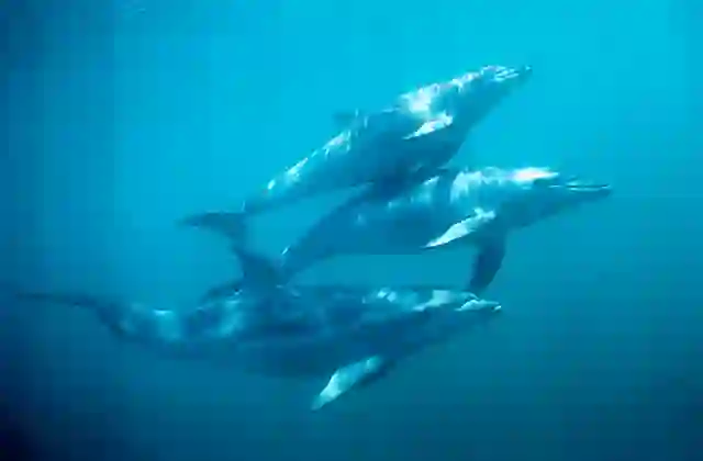 Burrunan Bottlenose Dolphin (Tursiops australis) pod.
