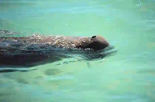 Dugong (Dugong dugon) surfacing for air.
