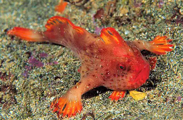 Red Handfish (Brachionichthys politus) Rare and protected species.