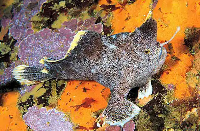 Loney's Handfish (Brachionichthys sp.) Rare species with extended illicium or lure to attract prey.