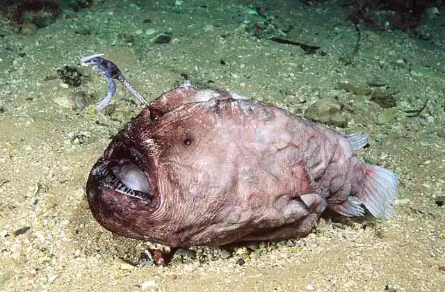 Deepwater Prickly Anglerfish (Himantolophus appelii) with extended illicium lure which imitates tube worm.