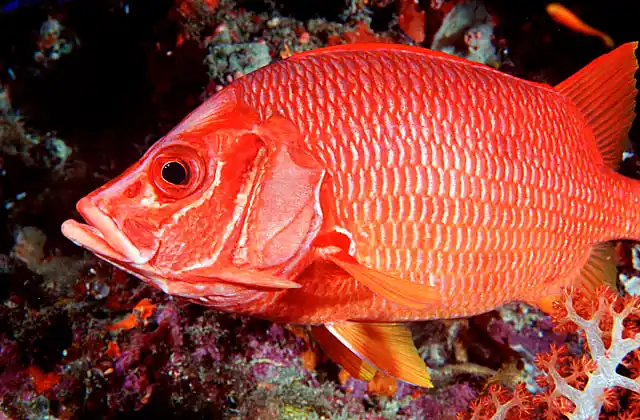 Sabre Squirrelfish (Sargocentron spiniferum) Nocturnal feeder.