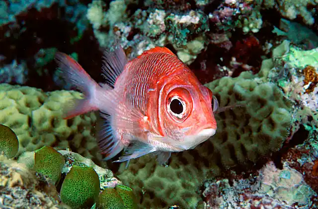 Tailspot Squirrelfish (Sargocentron caudimaculatum)