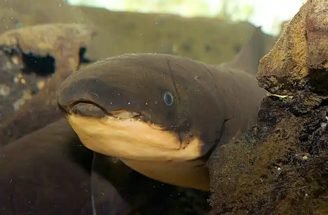 Australian Lungfish (Neoceratodus forsteri)
