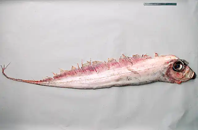 Dealfish or Blackflash Ribbonfish (Trachipterus jacksonensis) Oceanic and deep water ribbonfish species. Rare. Trawled from 860m.