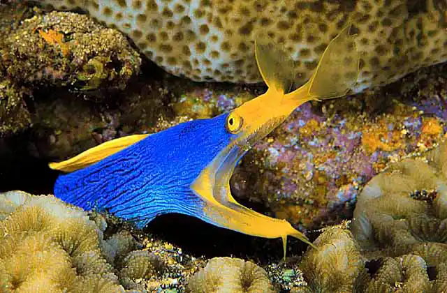 Blue Ribbon Eel (Rhinomuraena quaesita)
