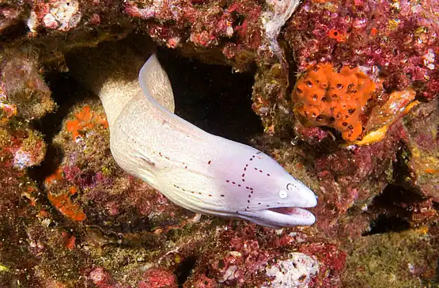 Grey Moray (Gymnothorax griseus)
