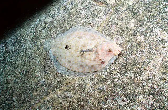 Leopard Flounder (Bothus leopardinus)