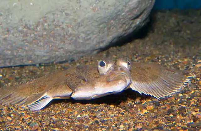 Starry Flounder (Platichthys stellatus)