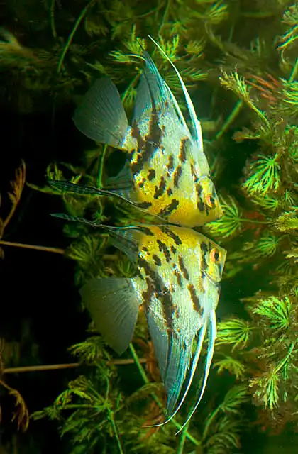 Freshwater Angelfish (Pterophyllum scalare) A type of Archerfish popluar in aquariums hanging just below surface while hunting insect prey on branches above water.