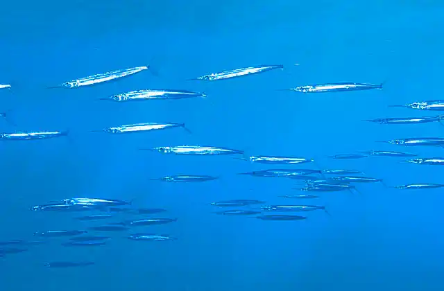 Eastern Sea Garfish (Hyporhamphus australis)