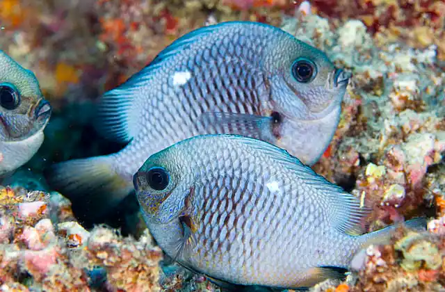 Three-spot Dascyllus (Dascyllus trimaculatus) in courting behaviour.