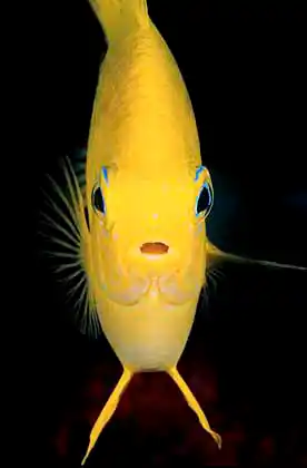 Lemon Damsel (Pomacentrus moluccensis)