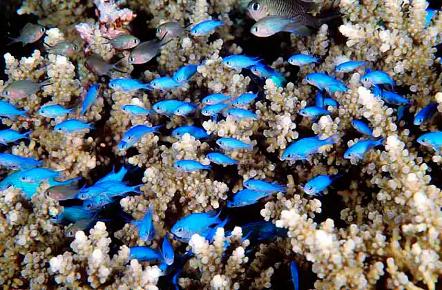 Blue-green Chromis (Chromis viridis) Juveniles above acropora coral.
