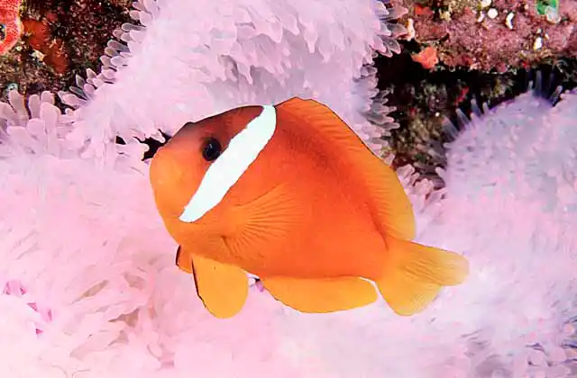Red and Black Anemonefish (Amphiprion melanopus) on bleached Magnificent Sea Anemone (Heteractis magnifica). Coral bleaching.