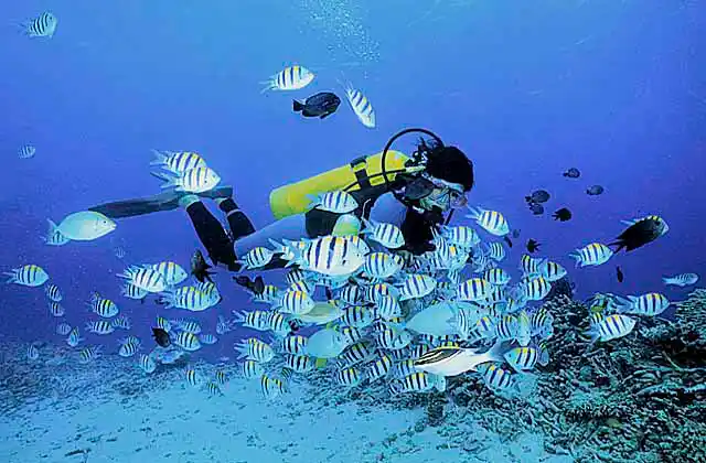 Indo-pacific Sergeants (Abudefduf vaigiensis) with diver.