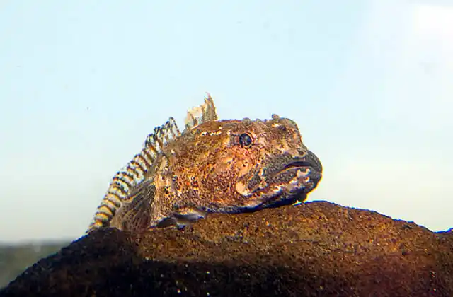 Antarctic Spiny Plunderfish (Harpagifer antarcticus)