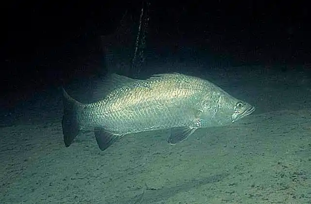 Barramundi (Lates calcarifer) Commercial species. Prized angling and eating fish.