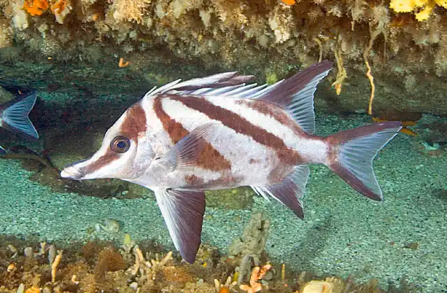 Long-snout Boarfish (Pentaceropsis recurvirostris) in deep reef ledge.