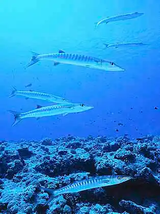 Chevron Barracuda (Sphyraena putnamiae) at fish cleaning station.