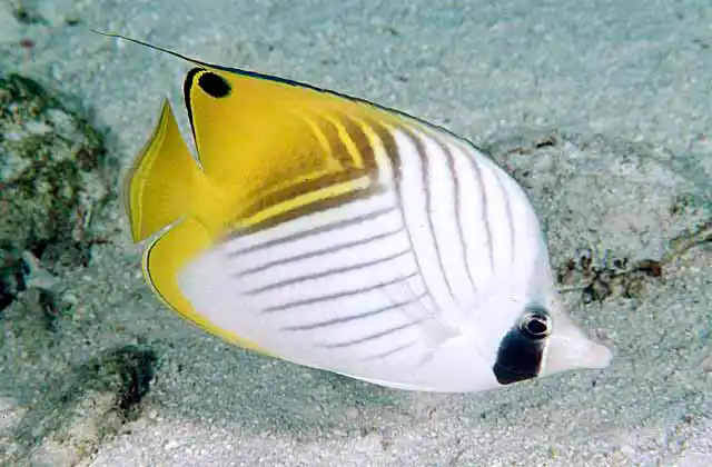 Threadfin Butterflyfish (Chaetodon auriga)