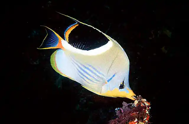 Saddled Butterflyfish (Chaetodon ephippium)