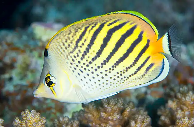 Sunset Butterflyfish (Chaetodon pelewensis) feeding on Acropora coral polyps.