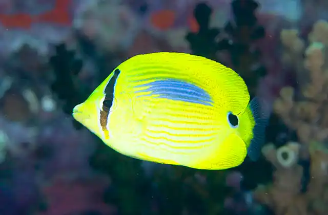 Bluespot Butterflyfish (Chaetodon plebeius)
