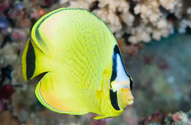 Latticed Butterflyfish (Chaetodon rafflesi)
