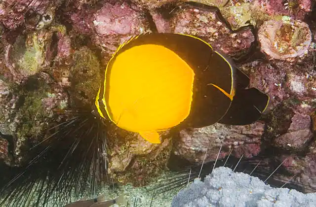 Arabian Butterflyfish (Chaetodon melapterus)