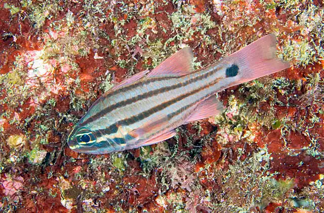 Doederlein's Cardinalfish (Apogon doederleini)