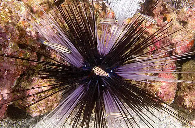 Twospot Cardinalfish (Cheilodipterus novenstriatus) sheltering in the spines of a Diadema Sea urchin (Diadema setosum)