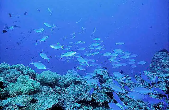 Blue and Gold Fusiliers (Caesio teres)