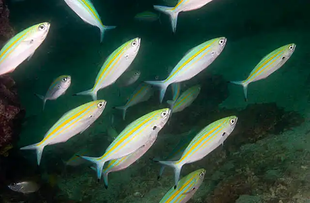 Yellowstriped Fusilier (Caesio varilineata)