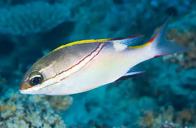 Bridled Monocle Bream (Scolopsis bilineatus)