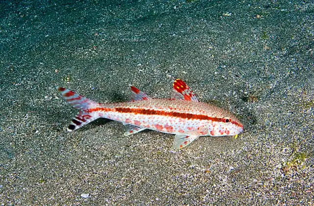 Freckled Goatfish (Upeneus tragula) searching for food using it's sensitive barbels.
