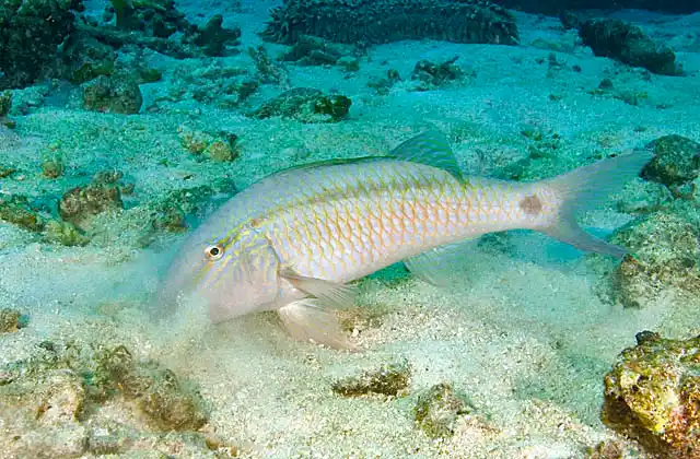 Dash-dot Goatfish (Parupeneus barberinus) foraging for small animals in coral reef sand flats.