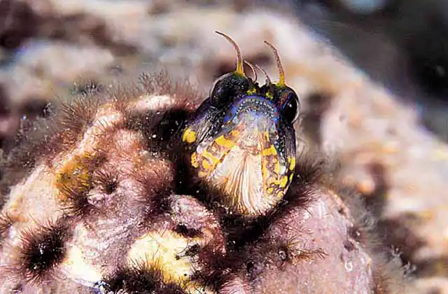 Galapagos Barnacle Blennie (Acanthemblemaria castroi) Lives in empty barnacle shells.