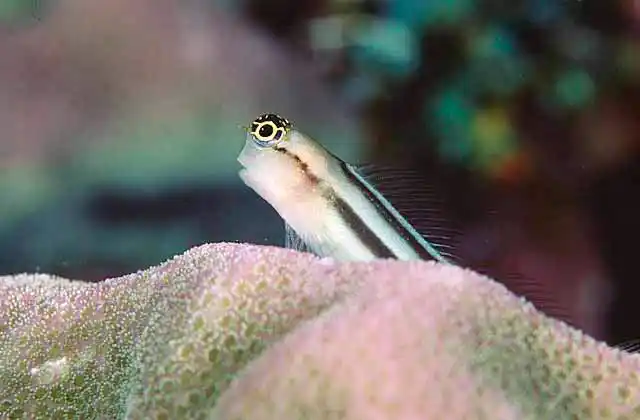 Fourline Blenny (Ecsenius aequalis)