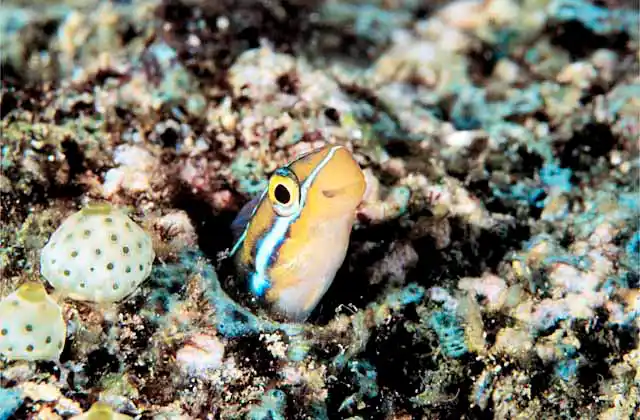 Bluestriped Fangblenny (Plagiotremus rhinorhynchos)